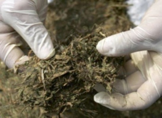 Captură impresionantă de marijuana într-un camion românesc